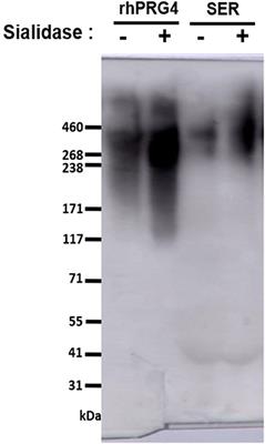 The Effect of Intense Exercise on Equine Serum Proteoglycan-4/Lubricin